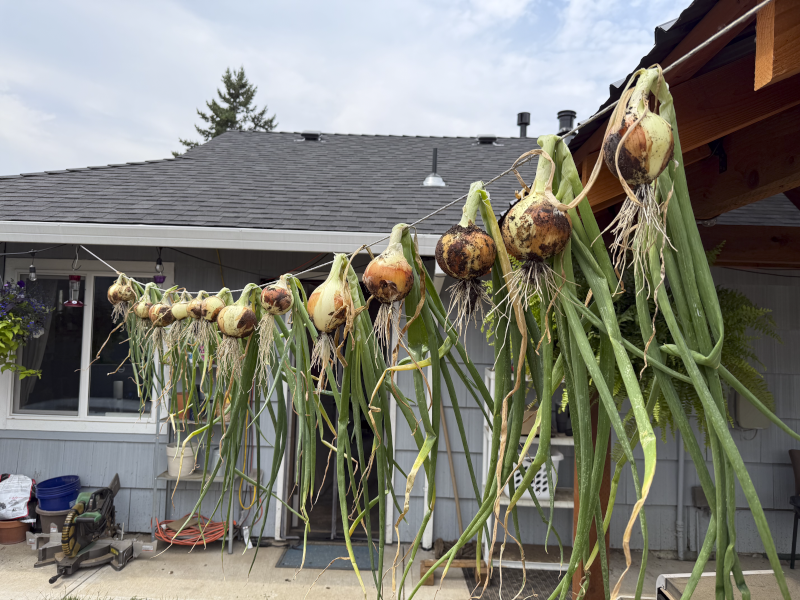 Growing Onions in Our Garden